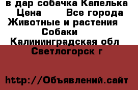 в дар собачка Капелька › Цена ­ 1 - Все города Животные и растения » Собаки   . Калининградская обл.,Светлогорск г.